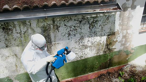 Trusted Mold Remediation service in Franklin Park, FL - Cheap Mold Removal